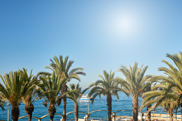 Fototapeta na wymiar View of palm trees against sea and blue sky.