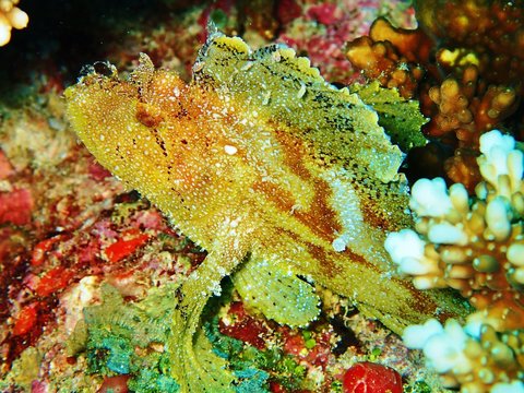 Blattfisch
