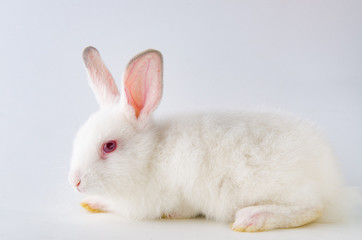 White rabbit in easter animal concept