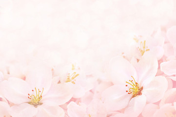 Spring blossom/springtime apple bloom, toned, bokeh flower background, pastel and soft floral card, toned