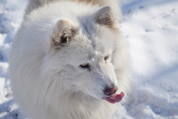 Siberian Samoyed on snow outside