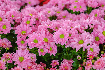 Beautiful pink flower blooming in a garden