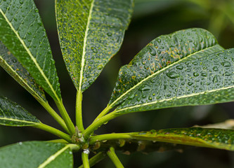 background green leaves Plumeria covered with dew drops of rain close-up pattern tecture based web design