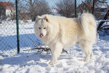 Obraz premium Siberian Samoyed on snow outside