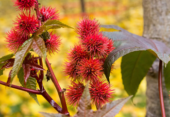 spike red flower oil castor (Ricinus Communis) plant, a beautiful bright plant toxic dangerous