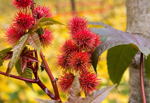 spike red flower oil castor (Ricinus Communis) plant, a beautiful bright plant toxic dangerous