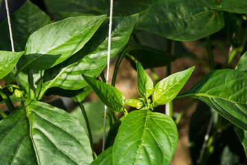 Fototapeta na wymiar Leaves of Green chili pepper on the farm (selective focus)