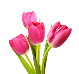 Flower Tulips as Symbol of Romance and Love 