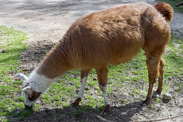 Vicugna. Latin name - Vicugna vicugna