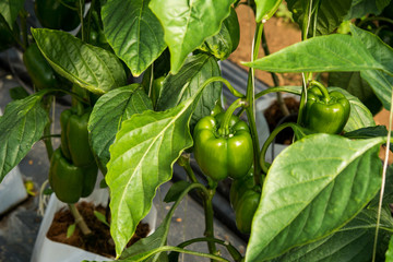 Green chili pepper on the farm (selective focus)