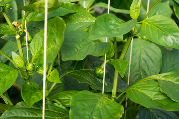 Leaves of Green chili pepper on the farm (selective focus)