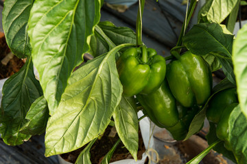 Green chili pepper on the farm (selective focus)