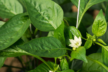 Leaves of Green chili pepper on the farm (selective focus)