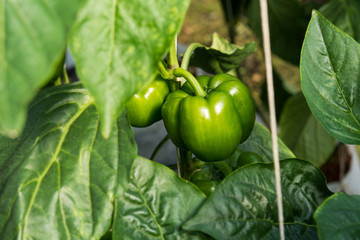 Green chili pepper on the farm (selective focus)
