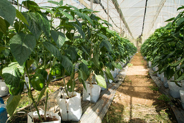 Green chili pepper on the farm