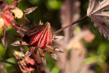 Closeup roselle flowers on tree, Colors of nature