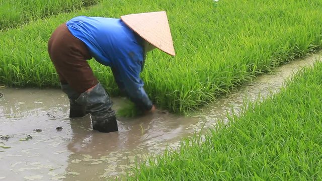 Farmer withdrawal pulling rice seedlings