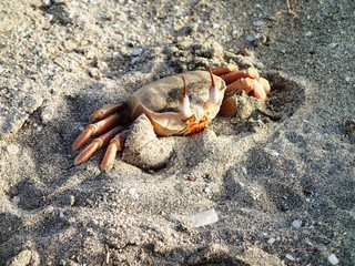 Sandkrabbe