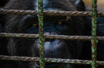 Portrait of sad looking chimp or chimpanzee in metal cage