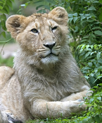 Portrait of lioness. Latin name - Panthera leo