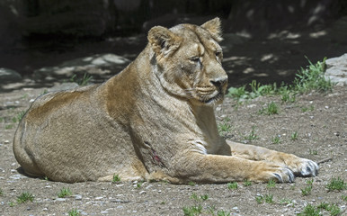 Portrait of lioness. Latin name - Panthera leo
