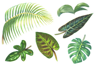 Set of tropical exotic plants