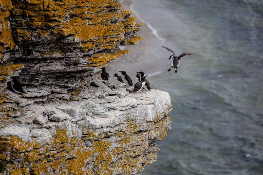 Guillemots in their harsh environment at the island of Stora Karls&ouml; in Sweden. Landing on a cliff in hard wind.
