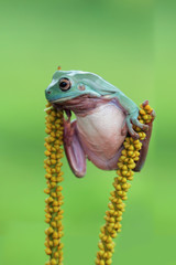 Tree frog, dumpy frog on branch