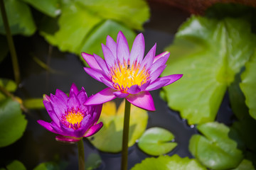 lotus on a pond
