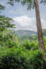 Obraz premium Landscape with lush green rain forest with tall old tree and green hill in background, Nigeria