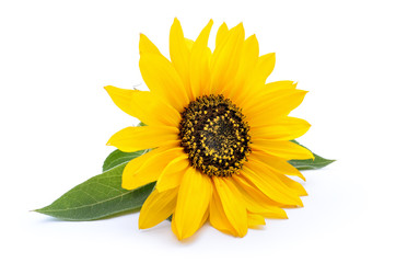 Sunflower with leaves isolated on white background