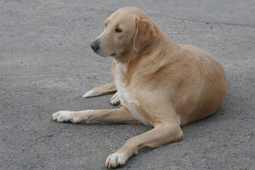 Naklejka na ściany i meble Stray dog resting on the street.