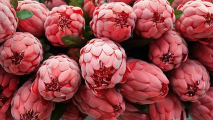 Background of Red Artificial Protea Aristata Flowers