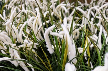 Artificial Mission Grass or Pennisetum with Flower