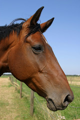 Obraz premium Pferde auf der Weide von Reitstall