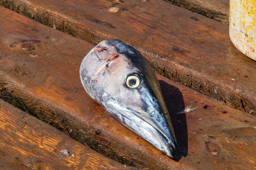 The head of a gutted dead Wahoo fish lays on the wooden pier in Santa Maria, Sal, Cape Verde after being caught. It looks sad.
