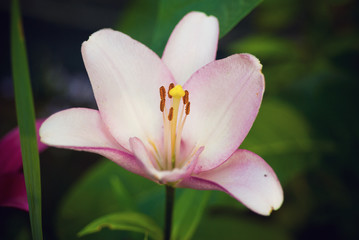 Fototapeta premium pink lily