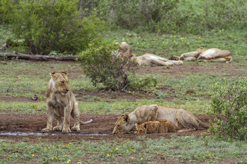 African lion in Kruger National park, South Africa