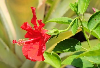 Beautiful Red Hibiscus Flowers or Bunga Raya