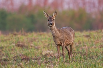 Naklejka na ściany i meble Spring in the nature. Roe deer, Capreolus capreolus, at sunrise with warm color. Spring deer female on field.