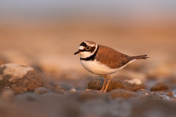 Little ringed plover during sunset with beautiful warm orange background, Charadrius dubius, little wading bird in its natural environment