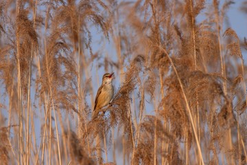 Great reed warbler. Acrocephalus arundinaceus. Singing little bird sitting on reed.