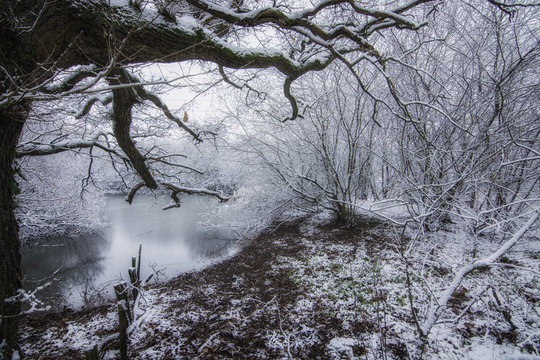 Winter Woodland - Wirral Country Park