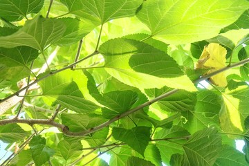 Fototapeta na wymiar Mulberry Leaves or Morus Branch on Tree