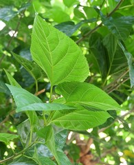 Fototapeta na wymiar Mulberry Leaves or Morus Branch on The Tree