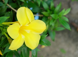 Yellow Sage Rose Flowers with Green Leaves