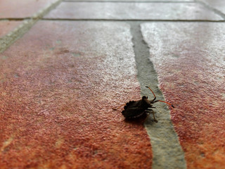 Tiled floor and a bug passing by