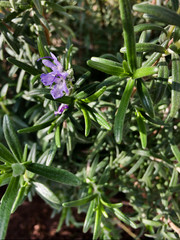 Rosemary plant with a purple little flower