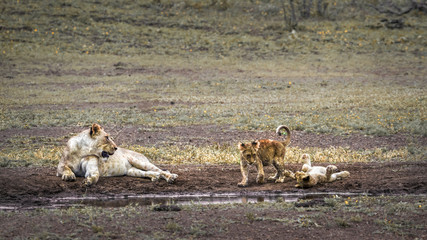 African lion in Kruger National park, South Africa