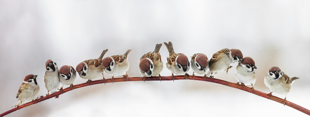pack a lot of funny little birds sparrows sitting on a branch in winter garden